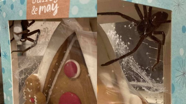 जिंजरब्रेड हाउस के अंदर थी शिकारी मकड़ी जिंजरब्रेड हाउस के अंदर थी शिकारी मकड़ी