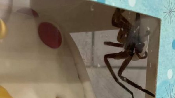 ऑस्ट्रेलियाई महिला को हुआ डरावना अनुभव ऑस्ट्रेलियाई महिला को हुआ डरावना अनुभव