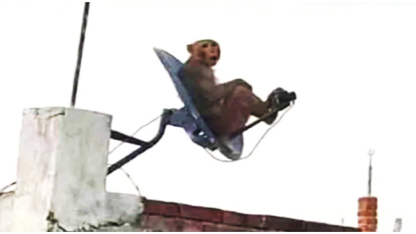 डीटीएच की छतरी पर बैठे बंदर की तस्वीर शेयर कर पूछा कैप्सन डीटीएच की छतरी पर बैठे बंदर की तस्वीर शेयर कर पूछा कैप्सन