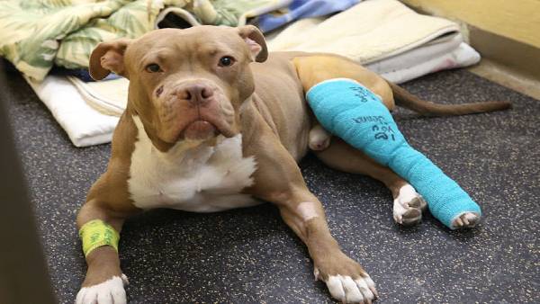 भालू के जबड़े में देर तक पड़े रहने से कुत्ते की हालत बेहद दयनीय थी