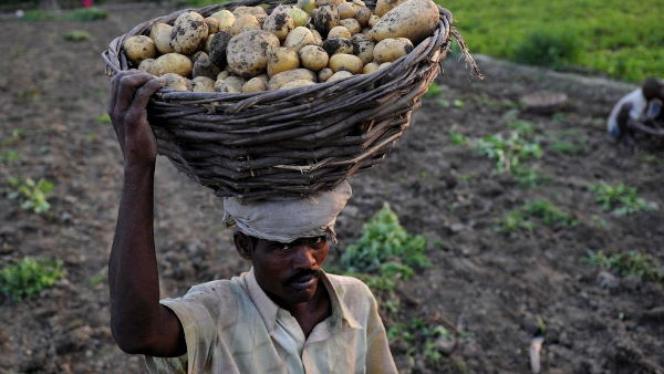Yogi govt sent officers to train farmers in potato farming techniques Yogi govt sent officers to train farmers in potato farming techniques