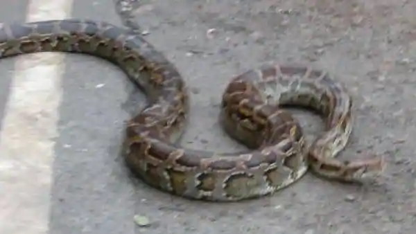 वाइल्ड लाइफ टीम को दी सूचना