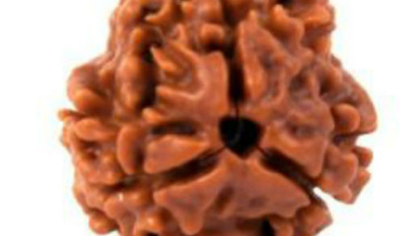 किसे पहनना चाहिए 12 मुखी रूद्राक्ष