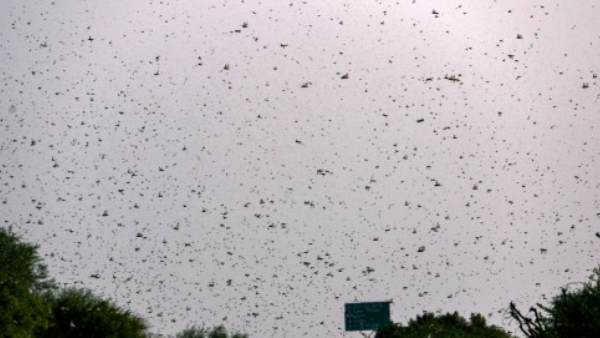 एशिया-पूर्वी अफ्रीका-भारत-मध्य पूर्व में टिड्डियों का आतंक (2020)