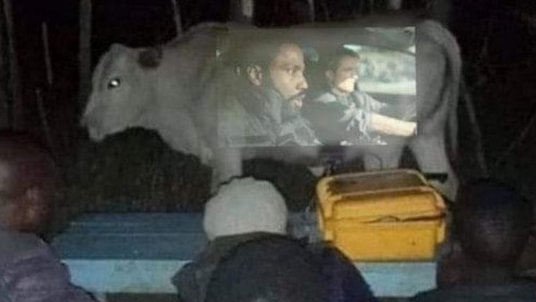 गाय के पेट को बनाया स्क्रीन