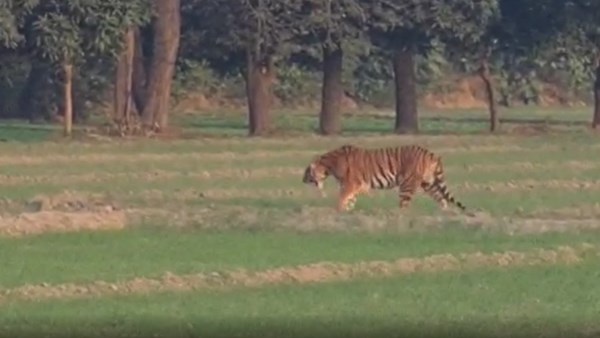टाइगर रिजर्व से निकलकर रिहायशी इलाके में पहुंचा टाइगर