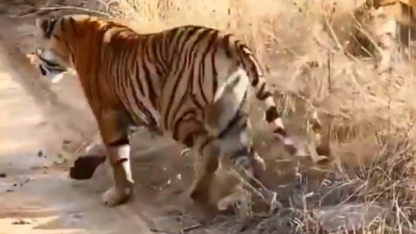 12 सेकंड का वीडियो देख यूजर्स हैरान