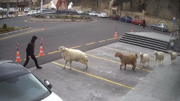 भेड़ के झुंड ने मचाया शहर में आतंक