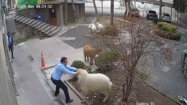 लोगों को दौड़ा-दौड़ा कर मारा