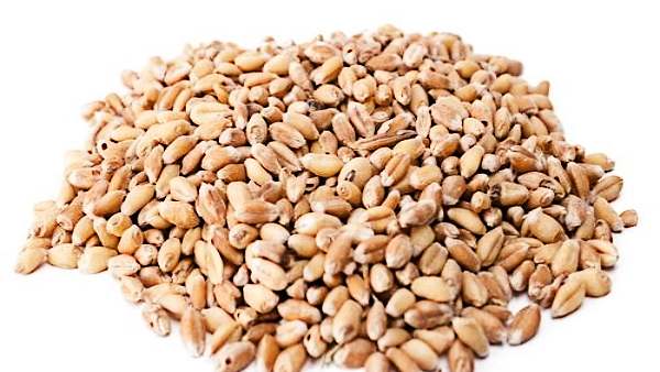 40 फीसदी लोग ग्लुटेन प्रोटीन को नहीं पचा सकते हैं: अमेरिकी वैज्ञानिक 40 फीसदी लोग ग्लुटेन प्रोटीन को नहीं पचा सकते हैं: अमेरिकी वैज्ञानिक