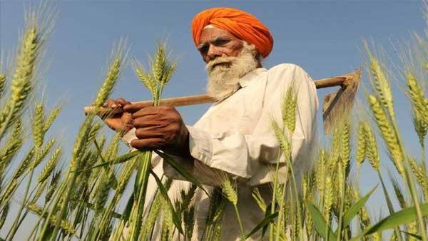 परंपरागत किसानी को छोड़ नहीं पाए हैं हरियाणा और पंजाब के किसान 
