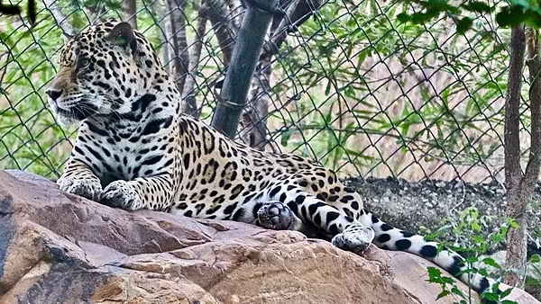 ऐसे रिकॉर्ड्स भी गुजरात के नाम हैं