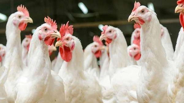 कंपनियां दे रही हैं डिस्काउंट ऑफर