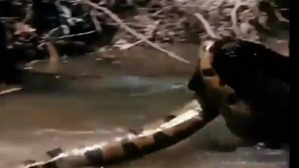 black panther fight with anaconda in water rare video