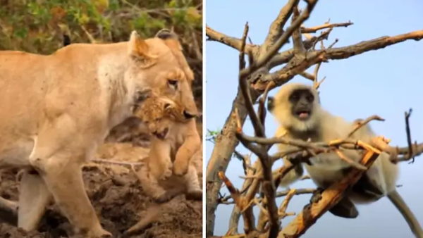 गाने को कंपोज म्यूज़िकल ग्रुप राग ट्रिप्पिन के द्वारा किया गया है गाने को कंपोज म्यूज़िकल ग्रुप राग ट्रिप्पिन के द्वारा किया गया है