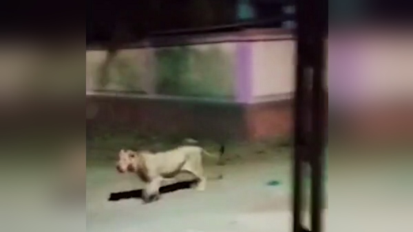 बाजार में भी घुस आई थी शेरनी बाजार में भी घुस आई थी शेरनी