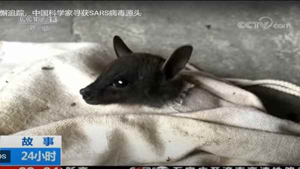 चमगादड़ों के साथ जानलेवा 'चीनी खेल'