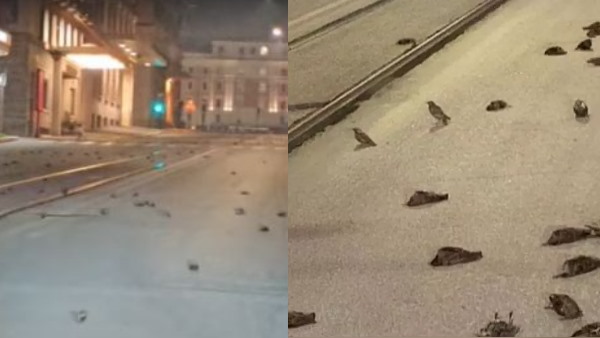 रोम में सैकड़ों पक्षियों की मौत