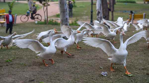 बर्ड फ्लू का संक्रमण कैसे फैलता है?
