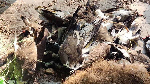Chickens, Pigeons, Tetheries Pigeons, crows and peacock lost lives amidst risk of Bird flu at gujarat