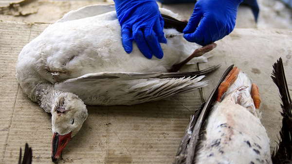 Chickens, Pigeons, Tetheries Pigeons, crows and peacock lost lives amidst risk of Bird flu at gujarat
