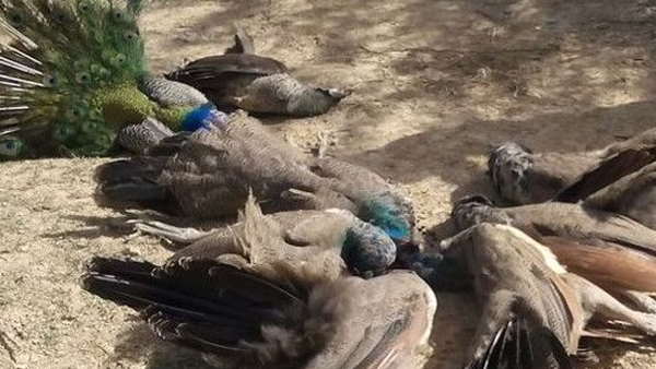 Chickens, Pigeons, Tetheries Pigeons, crows and peacock lost lives amidst risk of Bird flu at gujarat