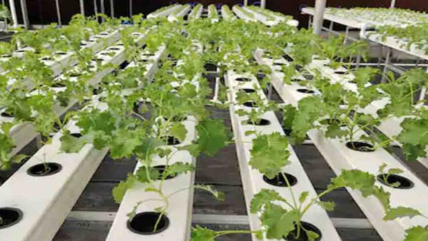  पहले तो सुनकर ही अजीब लगा था