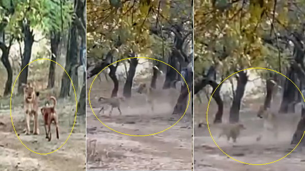 कुत्ता शेरनी की लड़ाई का वीडियो