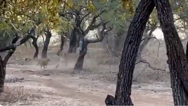 सासण सफारी पार्क-2 की घटना