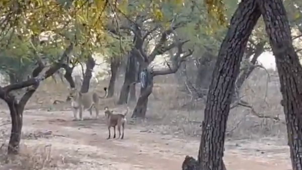 कुत्ते ने जैसे टक्कर ली, शेरनी कुछ न कर पाई