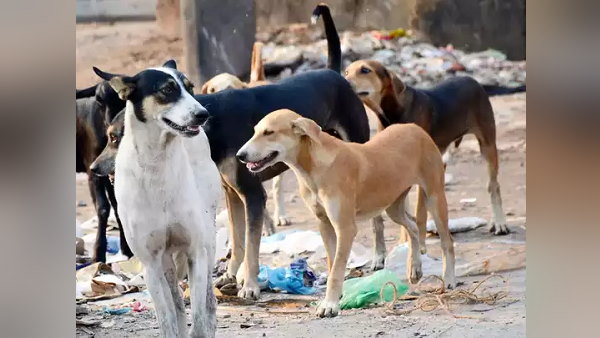 Five Dogs bite A 8 year old Child near home, admitted In ahmedabad civil hospital