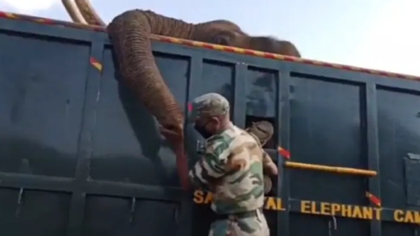 हाथी शिविर में चल रहा था इलाज