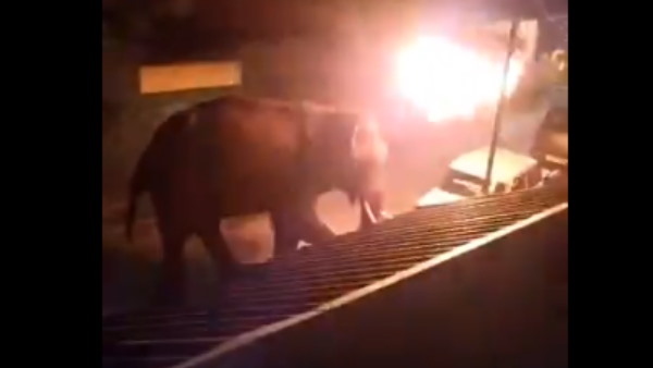 जलता टायर हाथी के ऊपर फेंका जलता टायर हाथी के ऊपर फेंका