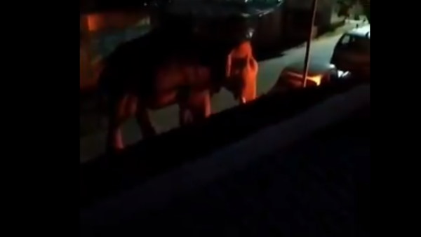 इलाज के दौरान तोड़ा दम इलाज के दौरान तोड़ा दम