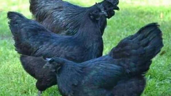 मध्य प्रदेश के 18 जिलों में बर्ड फ्लू की पुष्टि