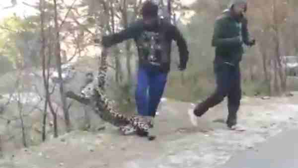 कुल्लू की तीर्थन घाटी का है यह वीडियो