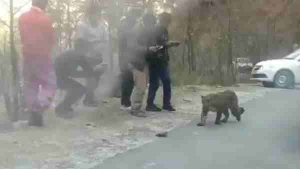 वन विभाग ने छोड़ा जंगलों में