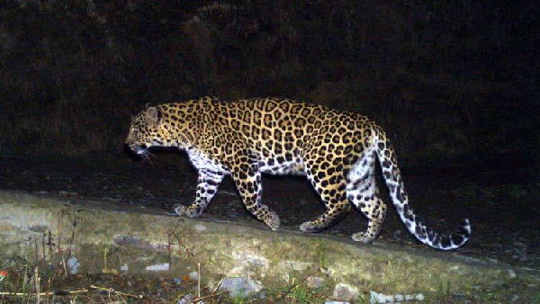 leopard hunting the bike rider In Kodinar, Gujarat
