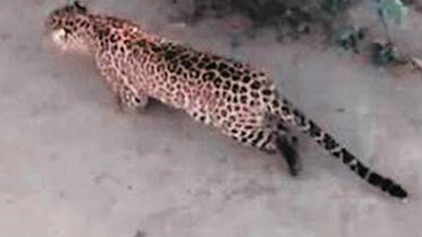 leopard enters village of jamnagar district, dogs saved a girl from leopard