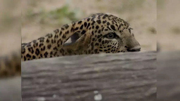 ब्लैक पैंथर को सहेजने की कवायद ब्लैक पैंथर को सहेजने की कवायद