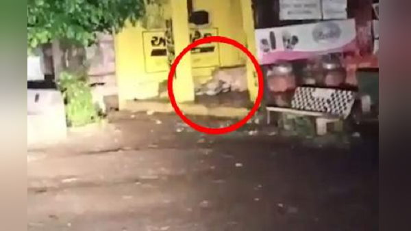 यहां गौशाला में 8 गायों को खा गए थे यहां गौशाला में 8 गायों को खा गए थे