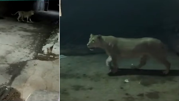 दुधारू पशुओं का शिकार करते हैं दुधारू पशुओं का शिकार करते हैं