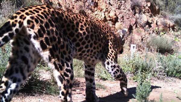 watch Video: After lions, leopards also hunt pets, a leopard hunting Six dogs at rajkot district