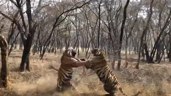 'जानवरों के बारे में राय बनाने से बचना चाहिए'