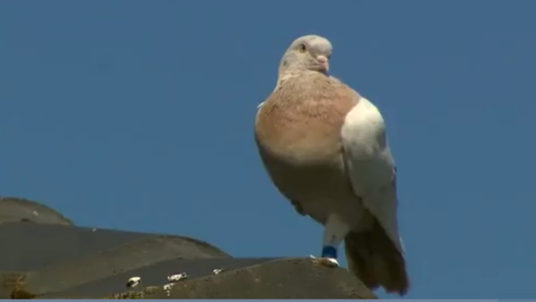 रेस से भाग गया था कबूतर