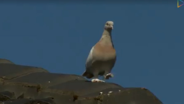 कबूतर ने तोड़ा विश्व रिकॉर्ड!