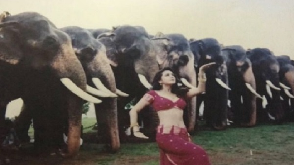 'हाथी भी सोच रहे होंगे कि मैं क्या कर रही हूं'