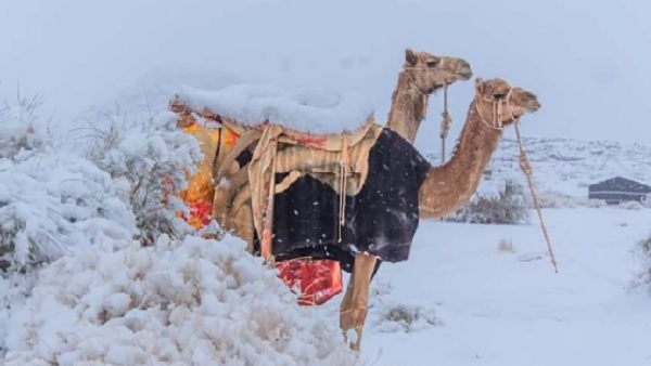 पीली रेत में सिमटा रेगिस्तान