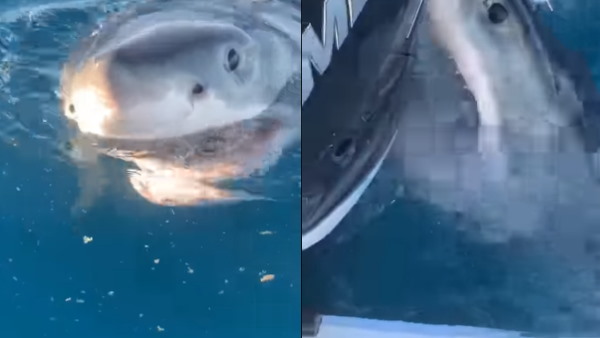 14 से 16 फुट लंबी थी शार्क