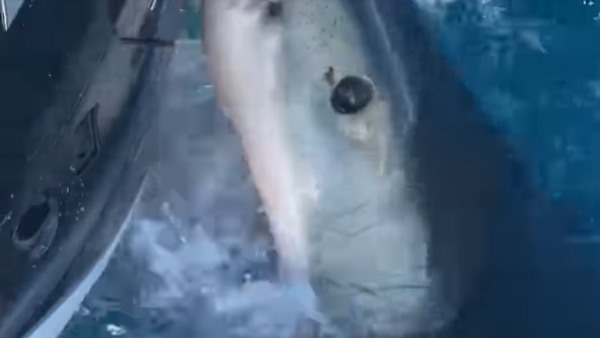 बोट को जबड़े से पकड़ने की कोशिश नाकाम